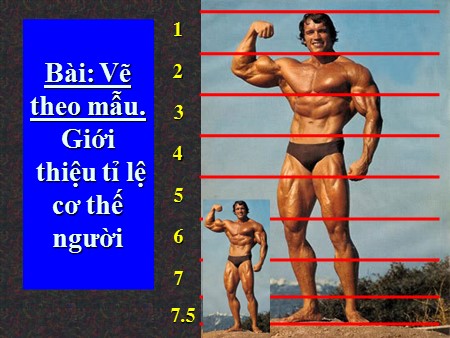 Bài giảng Mỹ thuật 8 - Tiết 26: Vẽ theo mẫu Giới thiệu tỉ lệ cơ thể người