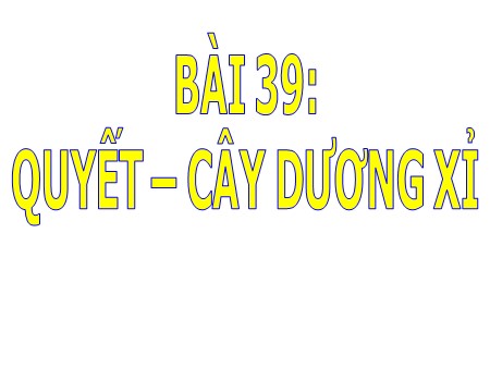 Bài giảng Sinh học 6 - Bài 39: Quyết. Cây dương xỉ