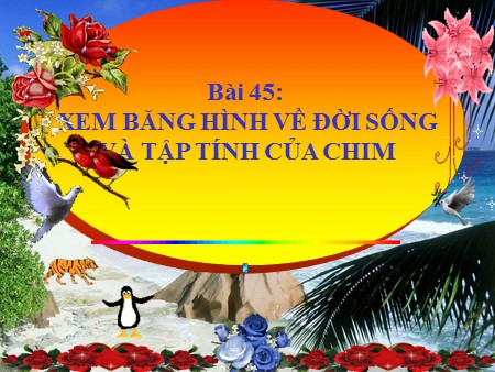 Bài giảng Sinh học 7 - Bài 45: Thực hành Xem băng hình về đời sống và tập tính của chim