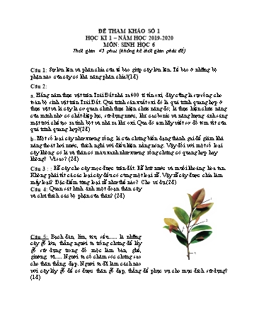 6 Đề tham khảo học kì 1 môn Sinh học Lớp 6 - Năm học 2019-2020