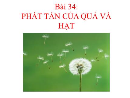 Bài giảng Sinh học 6 - Bài 34: Phát tán của quả và hạt