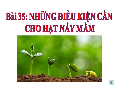 Bài giảng Sinh học 6 - Bài 35: Những điều kiện cần cho hạt nảy mầm