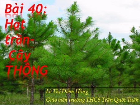 Bài giảng Sinh học 6 - Bài 40: Hạt trần. Cây thông - Lê Thị Diễm Hồng