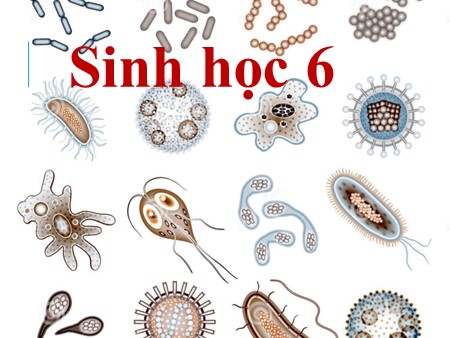 Bài giảng Sinh học 6 - Bài 50: Vi khuẩn