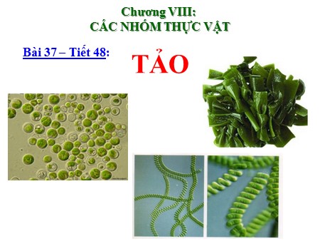 Bài giảng Sinh học 6 - Tiết 48, Bài 37: Tảo