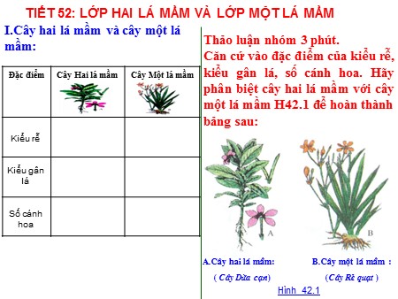 Bài giảng Sinh học 6 - Tiết 52: Lớp hai lá mầm và lớp một lá mầm