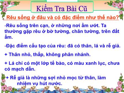 Bài giảng Sinh học 6 - Tuần 24, Bài 38+39: Rêu. Cây dương xỉ