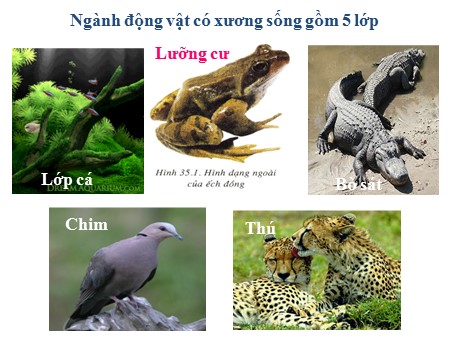 Bài giảng Sinh học 7 - Bài 41: Chim bồ câu