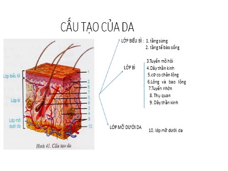 Bài giảng Sinh học 8 - Bài 42: Vệ sinh da - Trường THCS Thăng Long