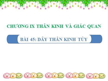 Bài giảng Sinh học 8 - Bài 45: Dây thần kinh tủy