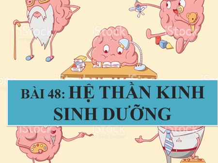 Bài giảng Sinh học 8 - Bài 48: Hệ thần kinh sinh dưỡng