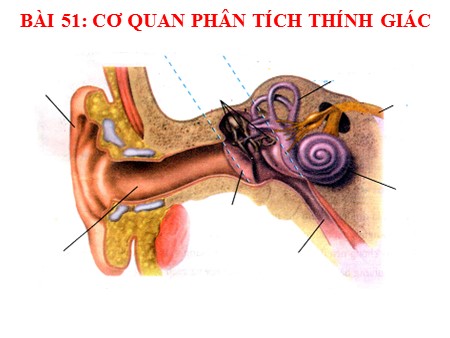 Bài giảng Sinh học 8 - Bài 51: Cơ quan phân tích thính giác