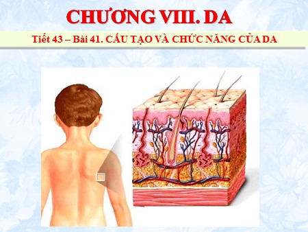 Bài giảng Sinh học 8 - Tiết 43, Bài 41: Cấu tạo và chức năng của da