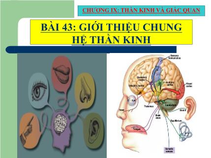 Bài giảng Sinh học 8 - Tiết 45, Bài 43: Giới thiệu chung hệ thần kinh