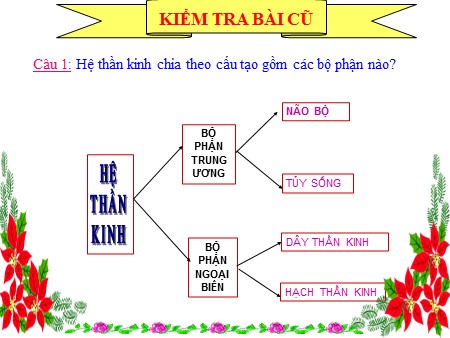 Bài giảng Sinh học 8 - Tiết 48, Bài 46: Trụ não, tiểu não, não trung gian