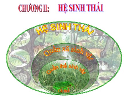 Bài giảng Sinh học 9 - Tiết 44, Bài 47: Quần thể sinh vật