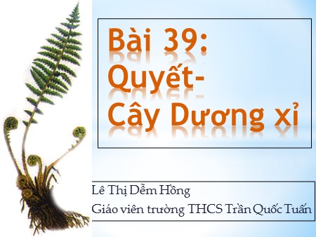 Bài giảng Sinh học Lớp 6 - Bài 39: Quyết. Cây dương xỉ