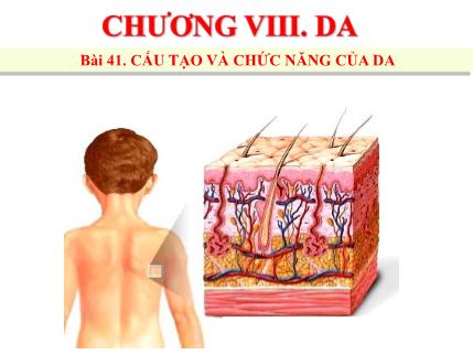 Bài giảng Sinh học Lớp 8 - Bài 41: Cấu tạo và chức năng của da