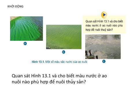 Bài giảng Công Nghệ 7 - Bài 13 Quản lý môi trường ao nuôi và phòng trị bệnh thủy sản (Tiết 1)