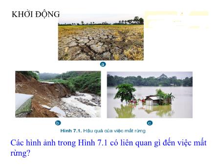 Bài giảng Công nghệ 7 - Bài 7: Bảo vệ rừng (Tiết 16)
