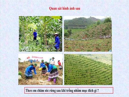 Bài giảng Công nghệ Lớp 7 - Bài 6: Chăm sóc rừng sau khi trồng