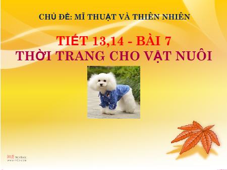 Bài giảng Mĩ thuật 6 - Bài 7: Thời trang cho vật nuôi (Tiết 13+14)