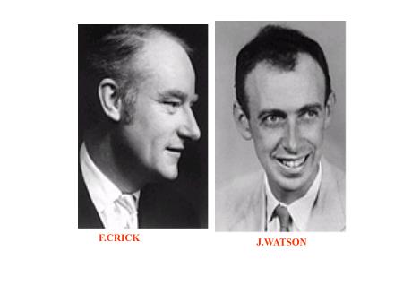 Bài giảng Sinh học 9 - Bài 20: Thực hành quan sát và lắp mô hình adn