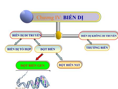 Bài giảng Sinh học 9 - Bài 21: Đột biến gen