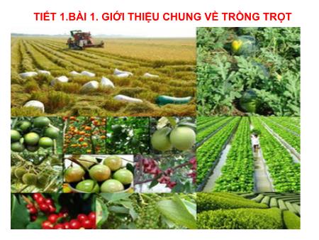 Bài giảng Công nghệ 7 (Cánh diều) - Bài 1: Giới thiệu chung về trồng trọt