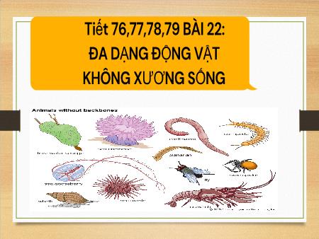 Bài giảng Khoa học tự nhiên 6 - Bài 22: Đa dạng động vật không xương sống