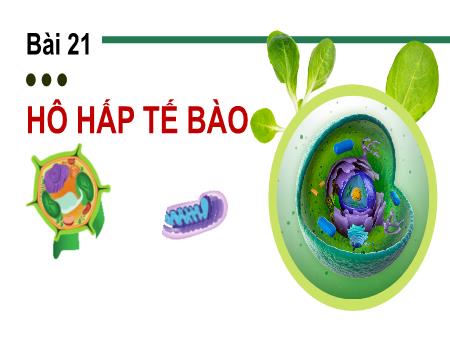 Bài giảng Khoa học tự nhiên 7 - Bài 21: Hô hấp tế bào