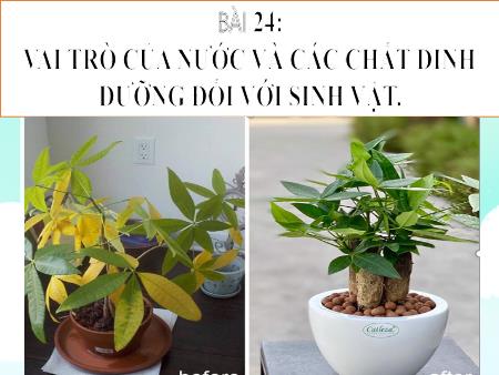 Bài giảng Khoa học tự nhiên 7 - Bài 24: Vai trò của nước và các chất dinh dưỡng đối với cơ thể sinh vật
