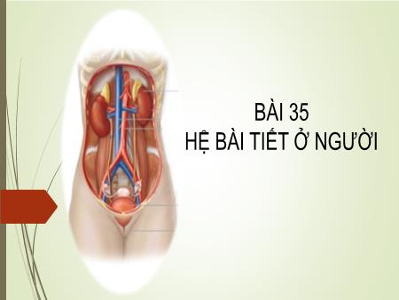 Bài giảng Khoa học tự nhiên 8 - Bài 35: Hệ bài tiết ở người