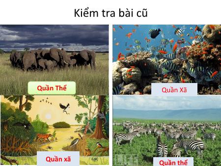 Bài giảng Khoa học tự nhiên 8 - Bài 43: Quần xã sinh vật