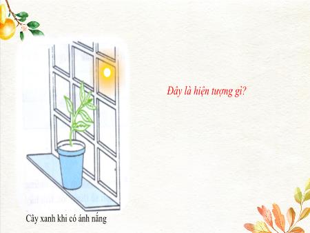 Bài giảng Sinh học Lớp 9 - Bài 42: Ảnh hưởng của ánh sáng lên đời sống sinh vật