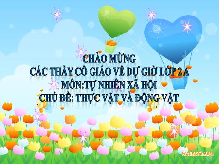 Bài giảng Tự nhiên và xã hội 2 - Bài 18: Cần làm gì để bảo vệ môi trường sống của thực vật và động vật (Tiết 1) - Vũ Thị Kim Anh
