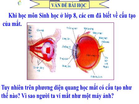Bài giảng Vật Lí Lớp 9 - Bài 48: Mắt